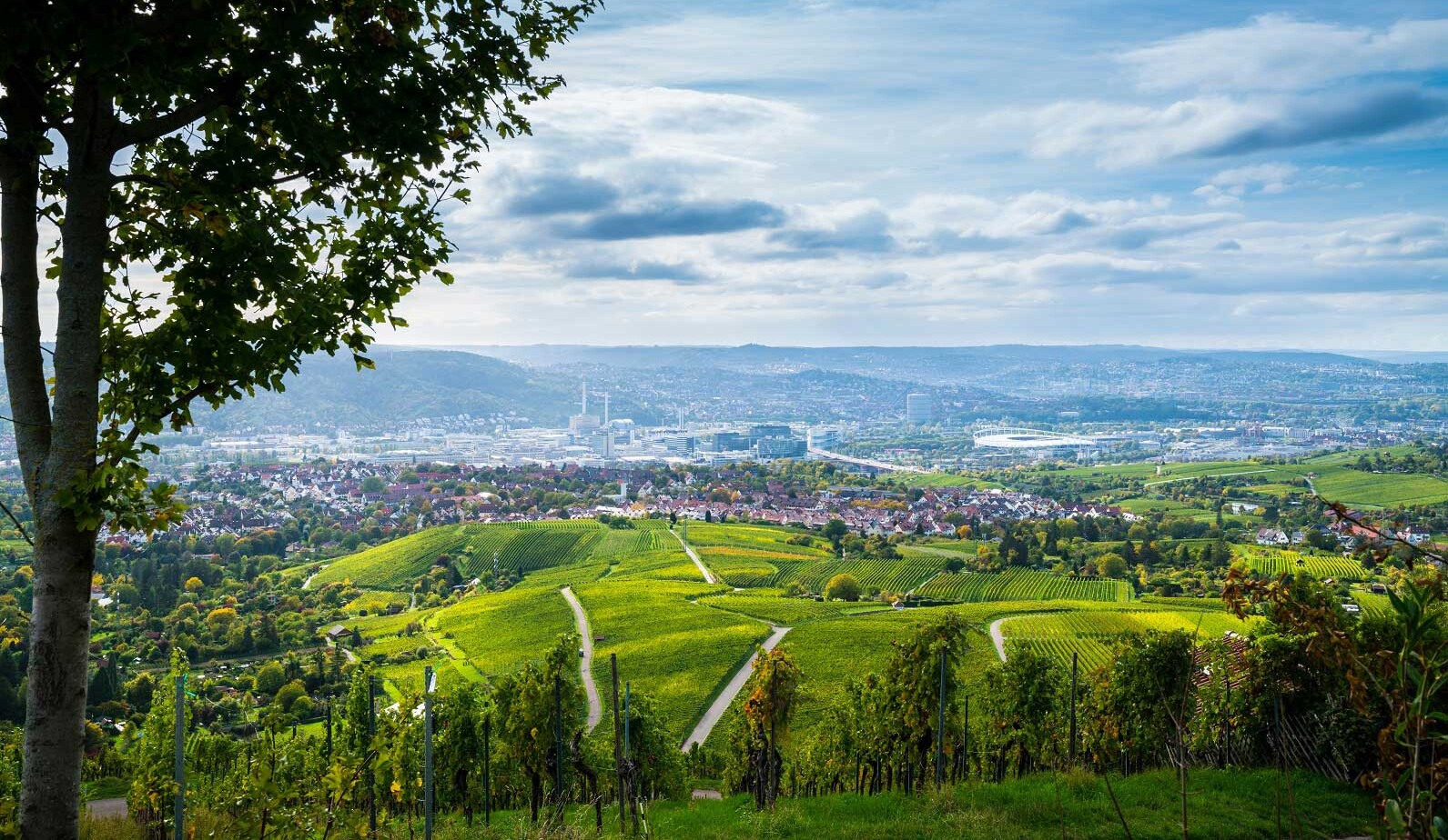 Fernblick über die grünen Weinberge bis in den Talkessel. Links im Vordergrund befindet sich ein Baum. Im Hintergrund, auf der rechten Seite, erkennt man die MHP Arena Stuttgart.