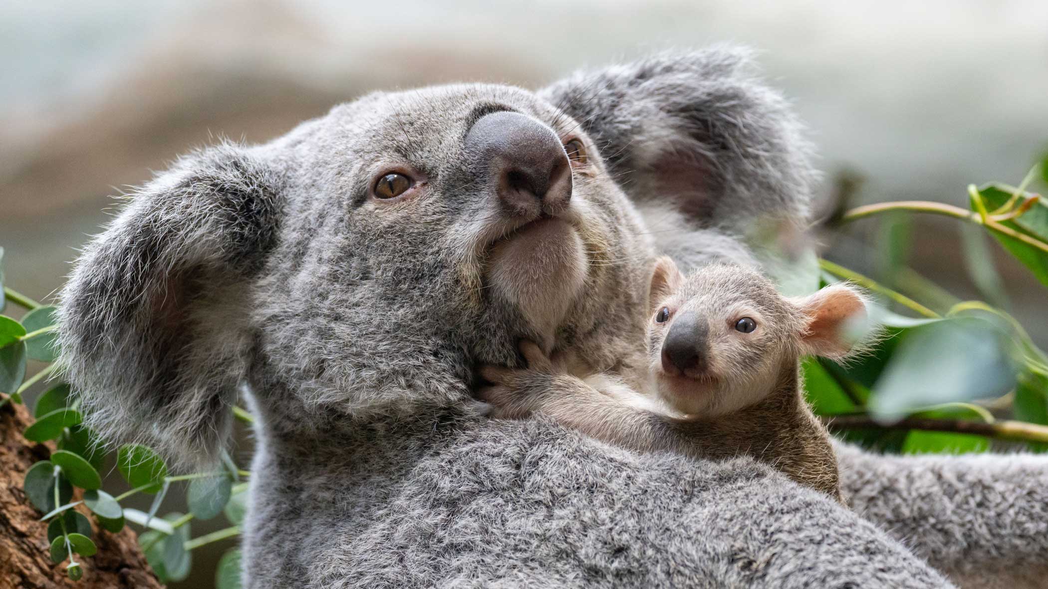 Nahaufnahme eines Koalabär Weibchens, das ihr Baby im Arm hält.