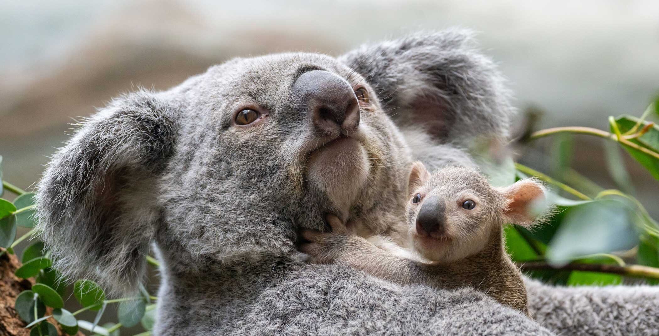 Nahaufnahme eines Koalabär Weibchens, das ihr Baby im Arm hält.