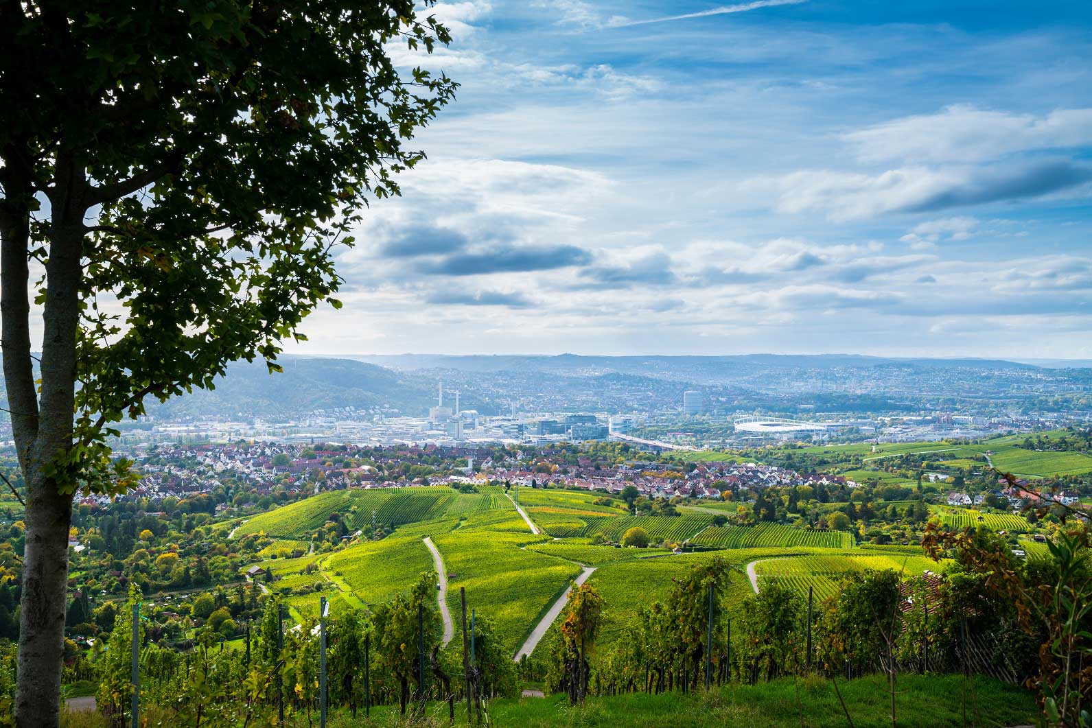 Fernblick über die grünen Weinberge bis in den Talkessel. Links im Vordergrund befindet sich ein Baum. Im Hintergrund, auf der rechten Seite, erkennt man die MHP Arena Stuttgart.